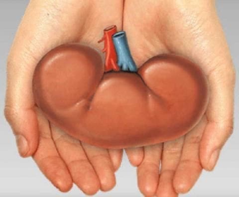 Kidney Human kidney model held in hands.