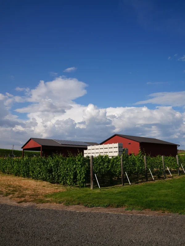 Sleight of Hand Cellars vineyard